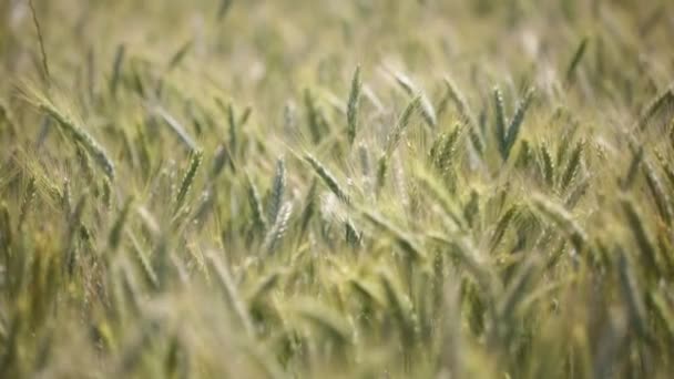 Schöne Getreidepflanzen Die Sich Bei Windigem Wetter Bewegen — Stockvideo