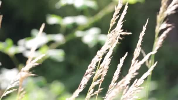 Stonky Rostlin Pohybující Větrného Počasí Zeleném Pozadí — Stock video