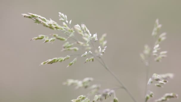 灰色の背景に風の強い天候移動植物の茎 — ストック動画