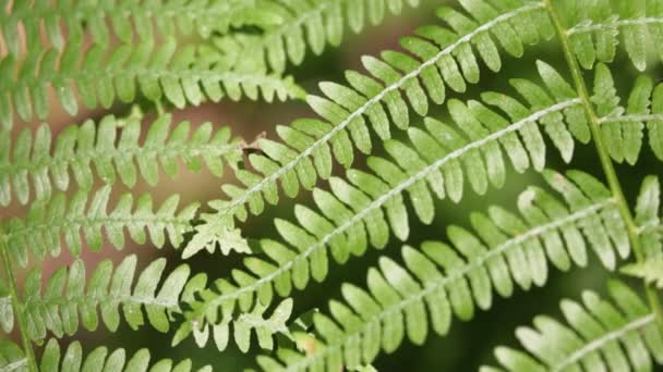 Close Fern Leaves Park Blurred Background — Stock Video