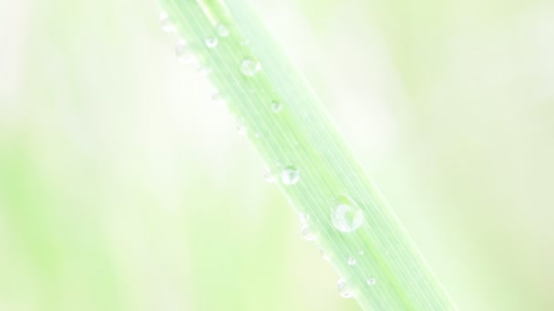 Detailní Pohled Krásné Zelené Trávy Vody Klesne Větru — Stock video