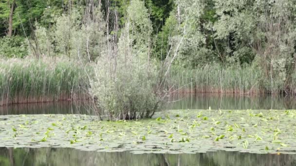 Mooie Rustige Groene Vijverwater Italië — Stockvideo