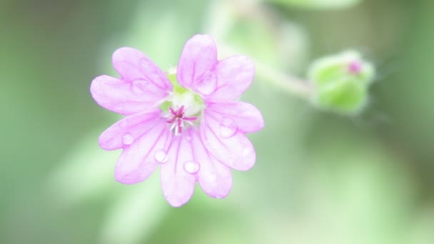 紫红色的花与水滴在花园里随风移动 — 图库视频影像