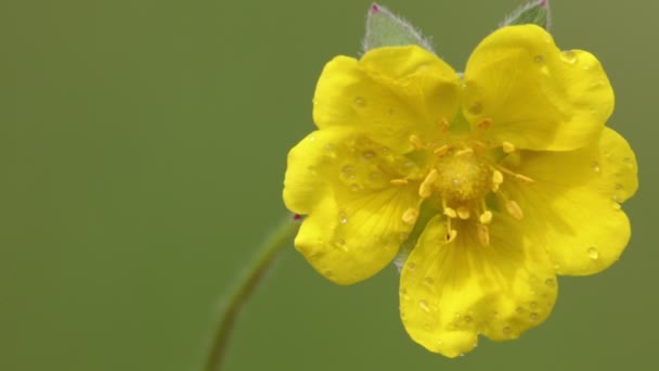 Желтый Цветок Каплями Воды Движущимися Ветром Поле — стоковое видео