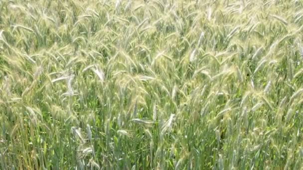 Verde Hermosas Plantas Cereales Que Mueven Durante Tiempo Ventoso — Vídeo de stock