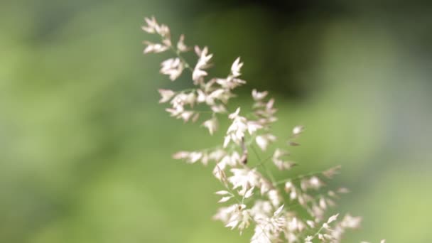 Plante Déplaçant Par Temps Venteux — Video