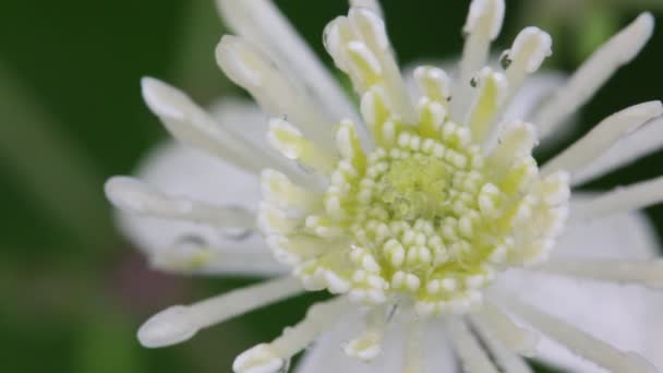 Garten Italienischer Weißer Rosen Und Gras Bewegen Sich Wild Wind — Stockvideo