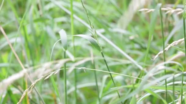 Vista Cerca Hierba Verde Hermosa Hierba Viento Fondo Natural — Vídeo de stock