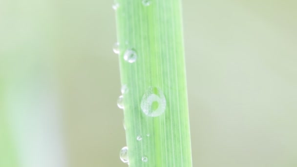 Vista Cerca Hierba Verde Hermosa Hierba Viento Fondo Natural — Vídeos de Stock