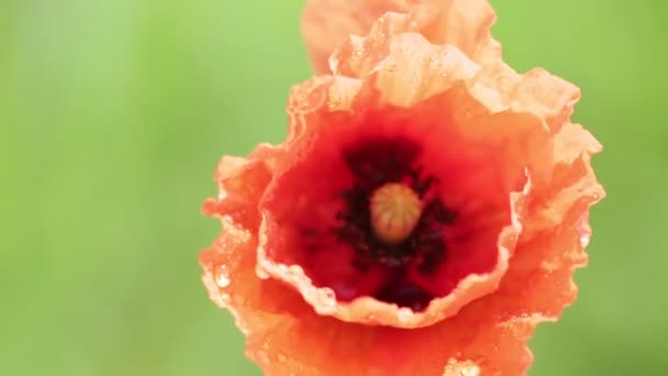 Belle Fleur Pavot Rouge Déplaçant Par Vent Dans Champ — Video