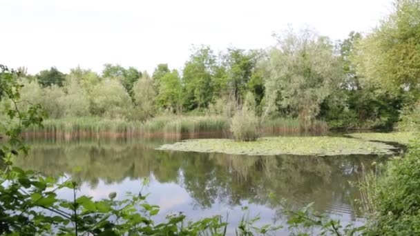 Bellissimo Stagno Con Acqua Calma Alberi Verdi Sfondo Naturale Panoramico — Video Stock