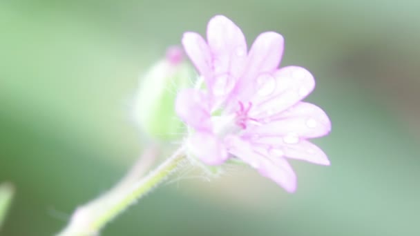 Zbliżenie Fioletowy Kwiat Ruchu Przez Wiatr Ogrodzie — Wideo stockowe