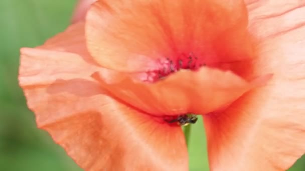 Schöne Rote Mohnblume Die Sich Durch Den Wind Feld Bewegt — Stockvideo