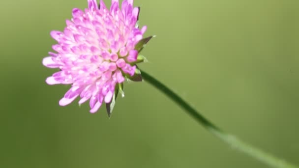 Vista Cerca Hermosa Flor Violeta Hierba Viento Estado Salvaje — Vídeo de stock