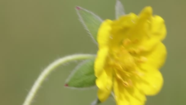 Mooie Gele Bloem Verplaatsen Door Wind Veld — Stockvideo