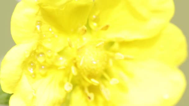 Light Yellow Flower Moving Wind Field — Stock Video