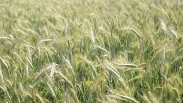 Schöne Getreidepflanzen Die Sich Bei Windigem Wetter Bewegen — Stockvideo