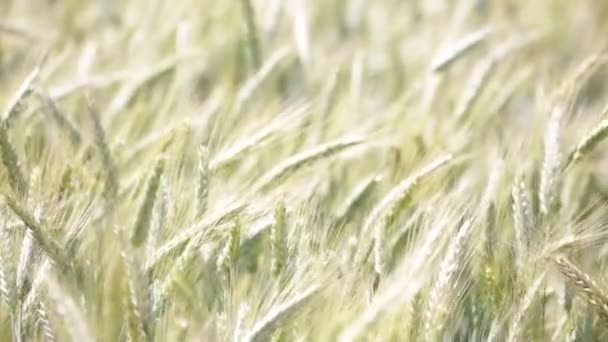Красивые Зерновые Растения Движутся Ветреную Погоду — стоковое видео