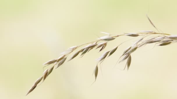 Stengels Van Planten Bewegen Tijdens Winderige Weer — Stockvideo