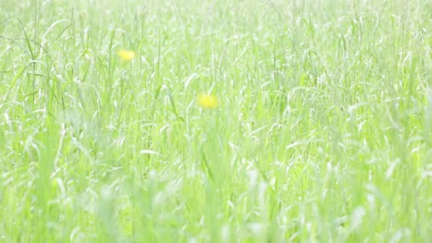 Zbliżenie Piękna Naturalnego Tła Trawy Wiatr — Wideo stockowe