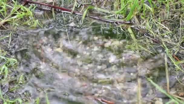 Bırak Bir Nehir Talya Nın Arka Plan Işık Altında Kayan — Stok video