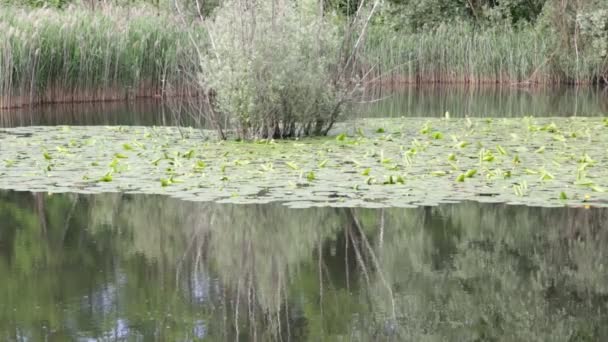 Beautiful Calm Green Pond Water Italy — Stock Video