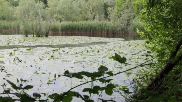 Krásné Klidné Zelené Rybniční Vody Itálii — Stock video