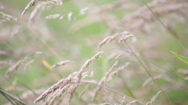 bitkilerin rüzgarlı havalarda taşıma sapları