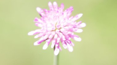 rüzgarlı havalarda hareketli bir menekşe çiçek