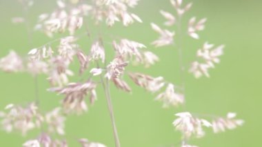 bitkilerin rüzgarlı havalarda taşıma sapları