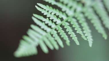 fern yaprak arka plan bulanık Park'ta yakın çekim