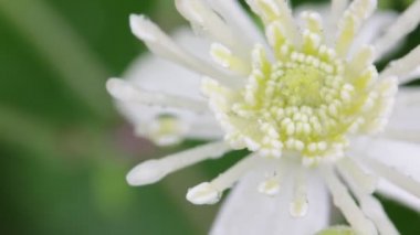su ile güzel beyaz çiçek bahçesinde rüzgar tarafından hareket damla