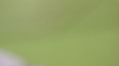 seçici odak arka plan bulanık Park'ta kırmızı yaprak