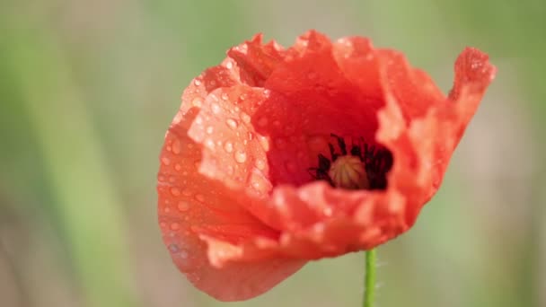 Mooie Rode Papaver Bloem Met Dauw Veld — Stockvideo