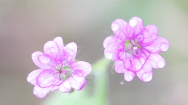 水滴の庭の風による移動と藤色の花 — ストック動画