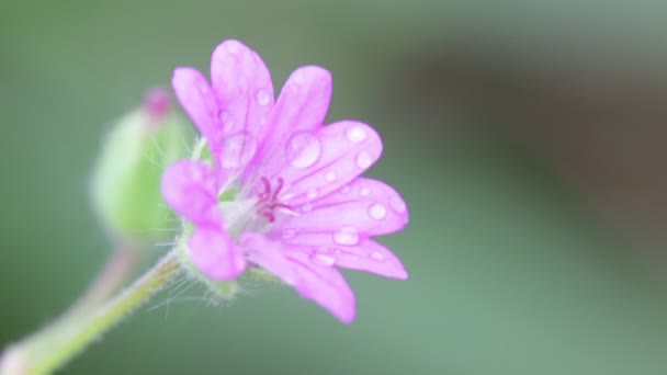 Μωβ Λουλούδι Νερό Σταγόνες Κινούνται Από Τον Άνεμο Κήπο — Αρχείο Βίντεο