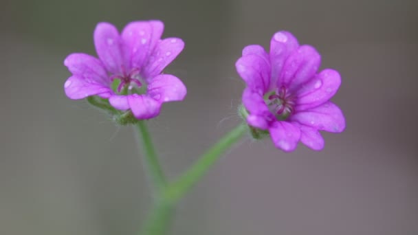 Hermosas Flores Malvas Que Florecen Moviéndose Por Viento Jardín — Vídeos de Stock