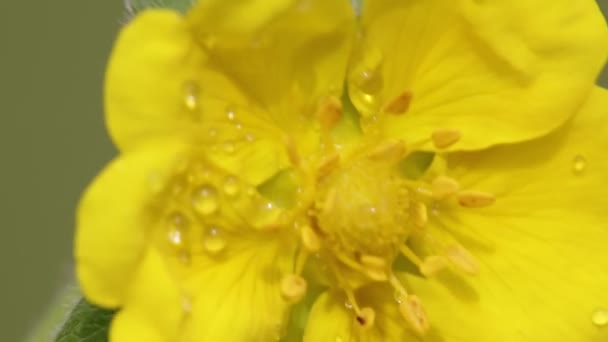 黄色的花与水滴在田野里随风移动 — 图库视频影像