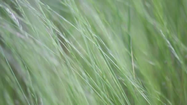 Närbild Vackra Gröna Gräset Gräs Vinden Naturlig Bakgrund — Stockvideo