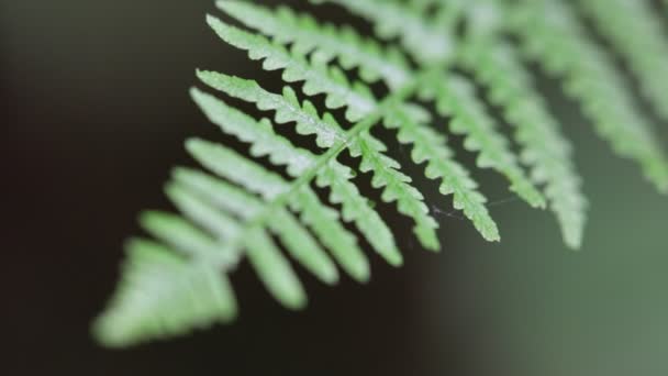 在模糊的背景下 公园里的蕨类植物叶子的特写 — 图库视频影像