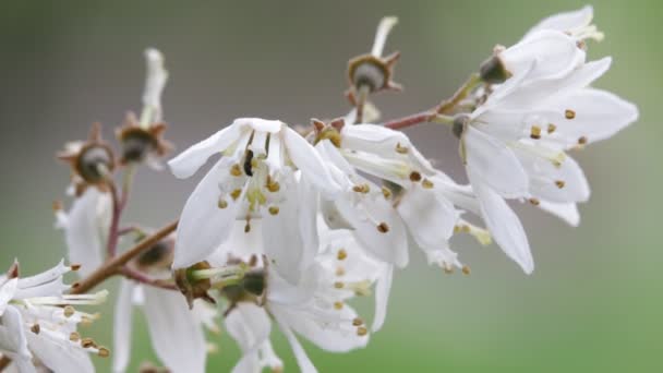 Primo Piano Bei Fiori Bianchi Che Muovono Dal Vento Giardino — Video Stock