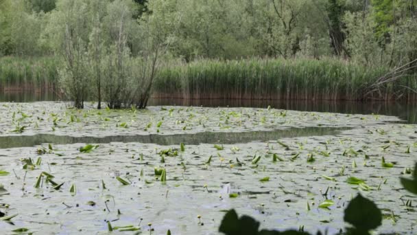 美丽的池塘与平静的水和绿色的树木 风景秀丽的自然背景 — 图库视频影像