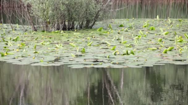 Krásný Rybník Klidnou Vodou Zelené Stromy Malebné Přírodní Pozadí — Stock video