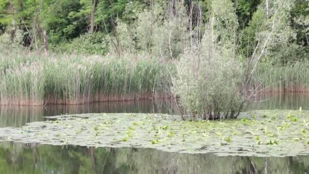 Bellissimo Stagno Con Acqua Calma Alberi Verdi Sfondo Naturale Panoramico — Video Stock