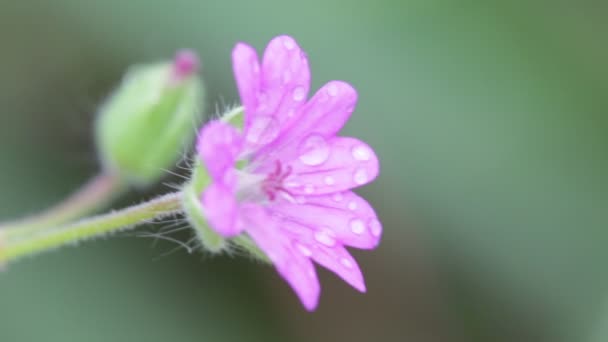 Flor Malva Con Rocío Moviéndose Por Viento Jardín — Vídeos de Stock