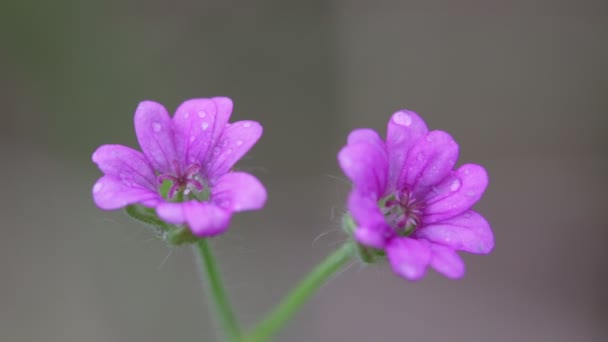 盛开的紫红色的花朵在花园里随风移动 — 图库视频影像