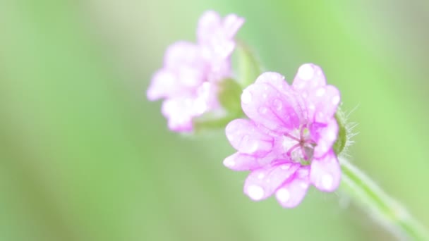 美丽的盛开的紫红色的花朵在花园里随风移动 — 图库视频影像