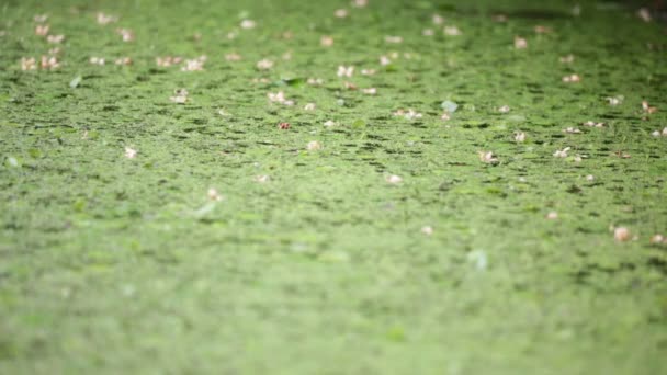 Foco Seletivo Lagoa Com Folhas Verdes — Vídeo de Stock