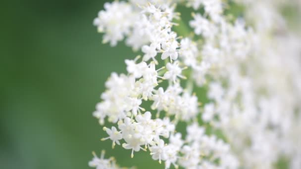 Close Pequenas Flores Brancas Árvore Wayfaring Movendo Pelo Vento Jardim — Vídeo de Stock