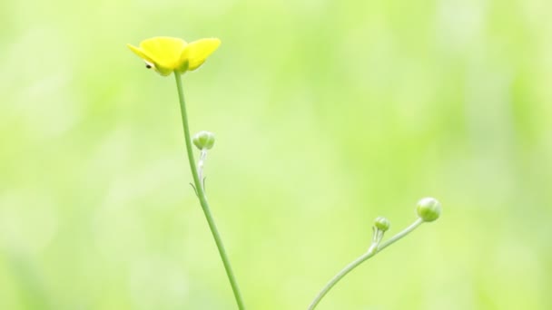 Schöne Gelbe Blume Die Sich Durch Wind Auf Verschwommenem Grünem — Stockvideo